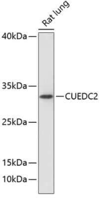 Western Blot: CUEDC2 AntibodyAzide and BSA Free [NBP2-92138]