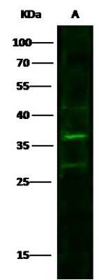 Western Blot: CUEDC2 Antibody [NBP2-99801]