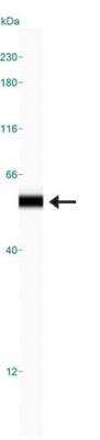 Simple Western: CUGBP1/CELF1 Antibody (3B1) [NB200-316]
