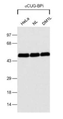 Western Blot: CUGBP1/CELF1 Antibody (3B1) [NB200-316]