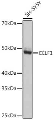 Western Blot: CUGBP1/CELF1 Antibody (2B2P2) [NBP3-15394]