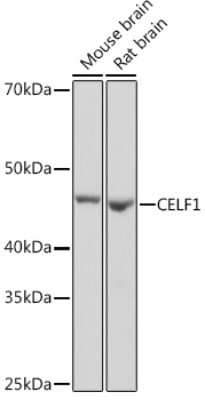 Western Blot: CUGBP1/CELF1 Antibody (2B2P2) [NBP3-15394]