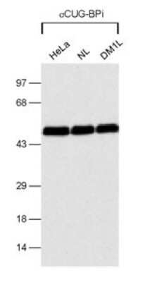 Western Blot: CUGBP1/CELF1 Antibody (3B1)Azide and BSA Free [NBP2-80684]