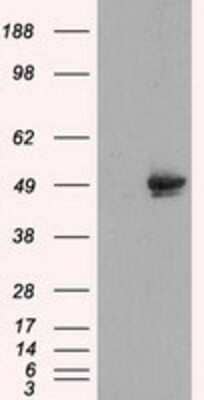 Western Blot: CUGBP1/CELF1 Antibody (OTI5B8)Azide and BSA Free [NBP2-71623]