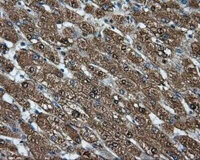 Immunohistochemistry-Paraffin: CUGBP1/CELF1 Antibody (OTI5B8) [NBP2-02343]