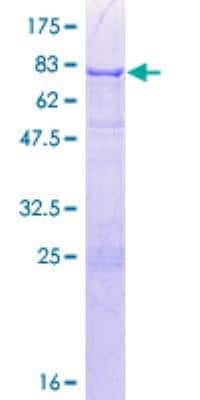 SDS-PAGE: Recombinant Human CUGBP1/CELF1 GST (N-Term) Protein [H00010658-P01]