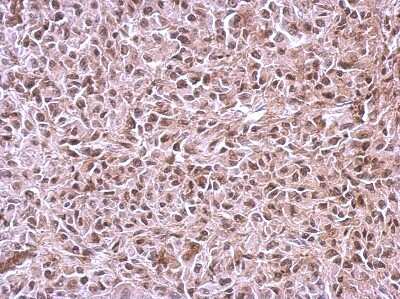 Immunohistochemistry-Paraffin: CUGBP2 Antibody [NBP2-16035]