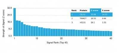 Protein Array: CUGBP2 Antibody (PCRP-CELF2-1E4) [NBP3-13841]