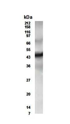 Western Blot: CUGBP2 AntibodyBSA Free [NB600-204]