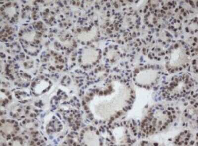 Immunohistochemistry: CUL4B Antibody (OTI1C4) - Azide and BSA Free [NBP2-71373]
