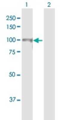 Western Blot: CUL4B Antibody [H00008450-B01P]