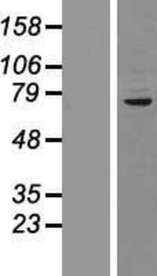 Western Blot: CDP/CUTL1 Overexpression Lysate [NBP2-10783]