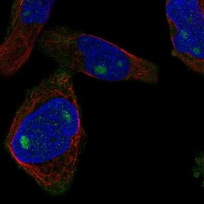 Immunocytochemistry/ Immunofluorescence: CUZD1 Antibody [NBP2-56339]