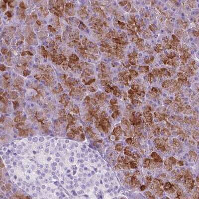 Immunohistochemistry-Paraffin: CUZD1 Antibody [NBP2-49558]