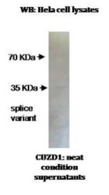 Western Blot: CUZD1 Antibody (M4P6G6)BSA Free [NBP2-50186]