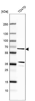 Western Blot: CWF19L1 Antibody [NBP1-83793]