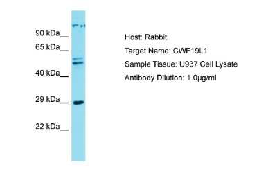 Western Blot: CWF19L1 Antibody [NBP2-87228]