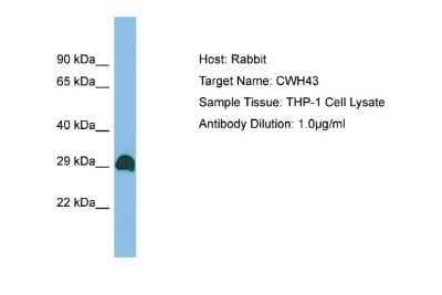 Western Blot: CWH43 Antibody [NBP2-84737]