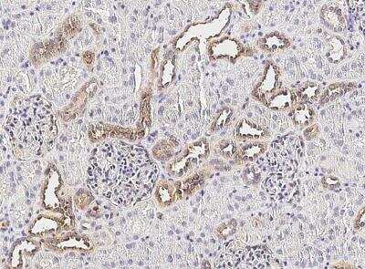 Immunohistochemistry-Paraffin: CX3CL1/Fractalkine Antibody (409) [NBP2-89590]