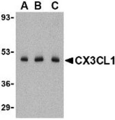 Western Blot: CX3CL1/Fractalkine AntibodyBSA Free [NBP1-76467]