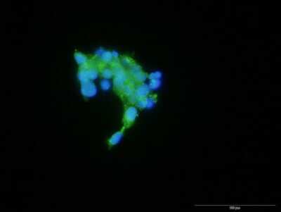 Immunocytochemistry/ Immunofluorescence: CX3CR1 Antibody [H00001524-B01P]