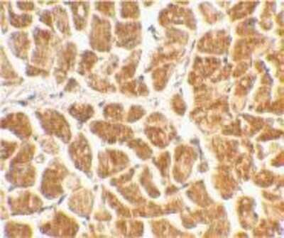 Immunohistochemistry-Paraffin: CX3CR1 Antibody - BSA Free [NBP1-76949]