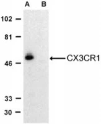 Western Blot: CX3CR1 AntibodyBSA Free [NBP1-76872]