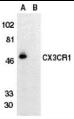 Western Blot: CX3CR1 Antibody Blocking Peptide [NBP1-76872PEP]