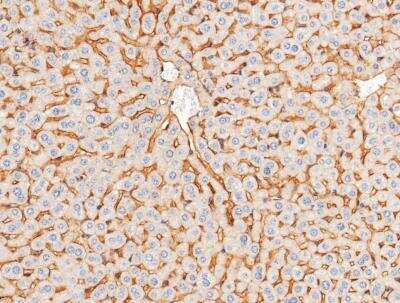 Immunohistochemistry-Paraffin: CXADR Antibody (001) [NBP2-90355]