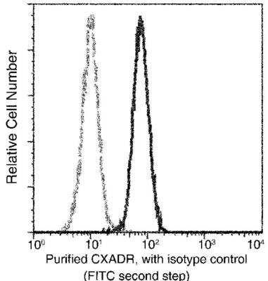 Flow Cytometry: CXADR Antibody (271) [NBP2-89645]