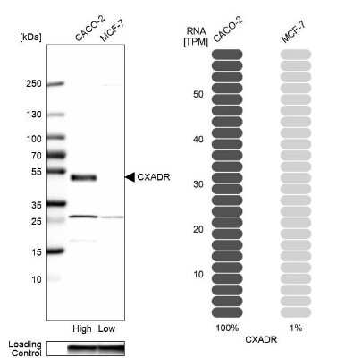 Western Blot: CXADR Antibody [NBP1-88192]