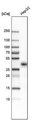 Western Blot: CXADR Antibody [NBP1-88193]