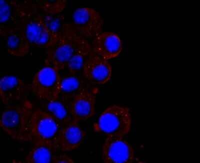 Immunocytochemistry/ Immunofluorescence: CXCL10/IP-10/CRG-2 Antibody (JA10-82) [NBP2-67004]