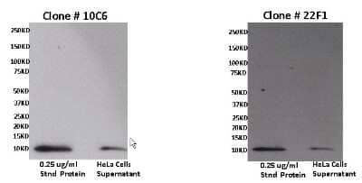 Western Blot: CXCL11/I-TAC Antibody (10C6) [NBP2-22533]