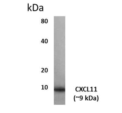 Western Blot: CXCL11/I-TAC Antibody (MM0210-9N26)Azide and BSA Free [NBP2-12219]