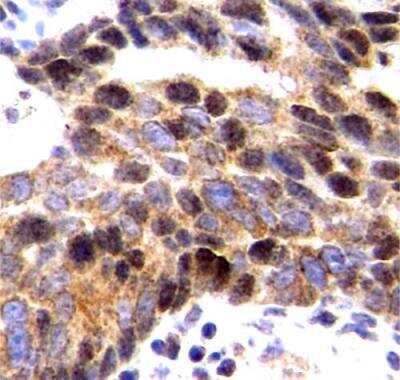 Immunohistochemistry-Paraffin: CXCL12/SDF-1 alpha Antibody - Azide and BSA Free [NBP2-29480]