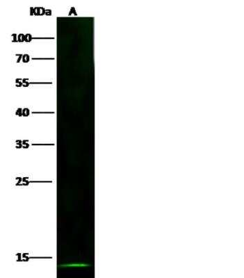 Western Blot: CXCL12/SDF-1 beta Antibody [NBP3-05873]