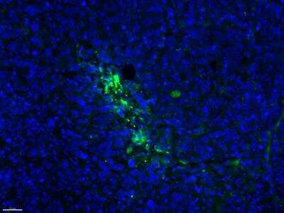 Immunohistochemistry-Paraffin: CXCL13/BLC/BCA-1 Antibody - BSA Free [NBP2-16041]