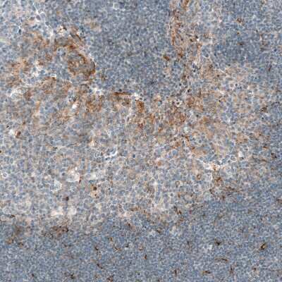 Immunohistochemistry-Paraffin: CXCL13/BLC/BCA-1 Antibody (CL10543) [NBP3-07988]