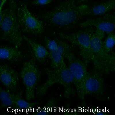 Immunocytochemistry/ Immunofluorescence: CXCL13/BLC/BCA-1 Antibody - BSA Free [NBP2-16041]