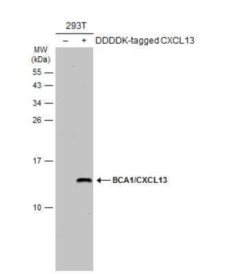 Western Blot: CXCL13/BLC/BCA-1 AntibodyBSA Free [NBP2-16041]