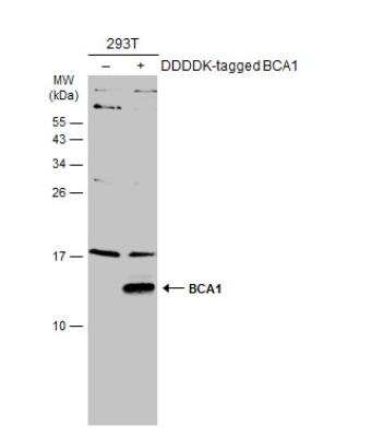 Western Blot: CXCL13/BLC/BCA-1 AntibodyBSA Free [NBP2-16041]