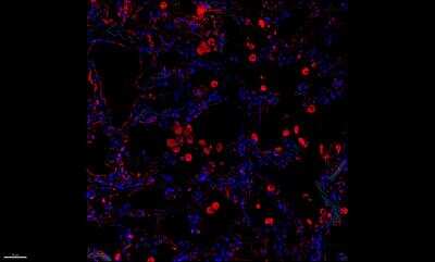 Immunohistochemistry-Frozen: CXCL14/BRAK Antibody [NBP1-31398]