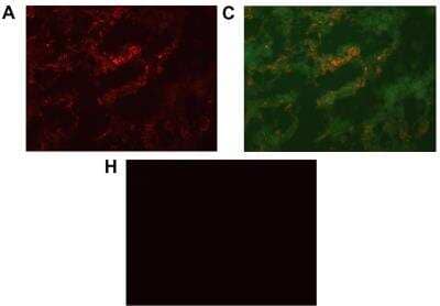 Immunohistochemistry: CXCL14/BRAK Antibody [NBP1-31398]