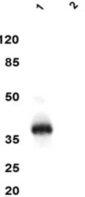 Western Blot: CXCL16 Antibody (4.4)BSA Free [NBP2-50187]