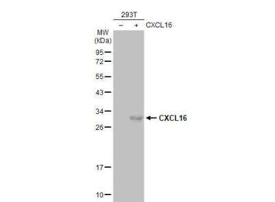 Western Blot: CXCL16 Antibody [NBP2-16042]