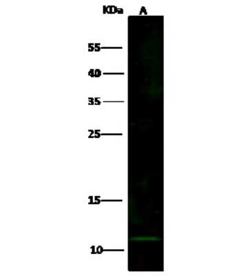 Western Blot: CXCL2/GRO beta/MIP-2/CINC-3 Antibody [NBP2-99401]