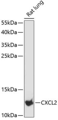 Western Blot: CXCL2/GRO beta/MIP-2/CINC-3 AntibodyAzide and BSA Free [NBP3-03233]