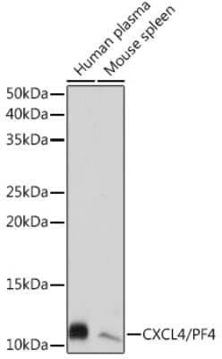 Western Blot: CXCL4/PF4 Antibody (6Q10H2) [NBP3-16251]