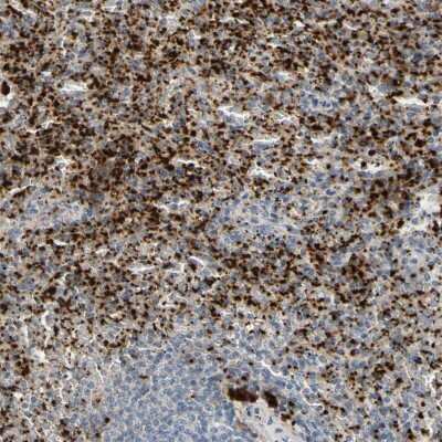Immunohistochemistry-Paraffin: CXCL7/NAP-2 Antibody [NBP1-89921]